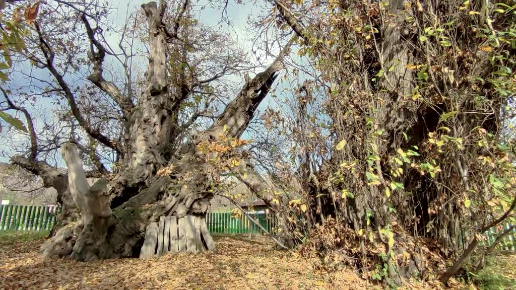 3000-year-old tree in Italy deemed one of oldest trees in existence