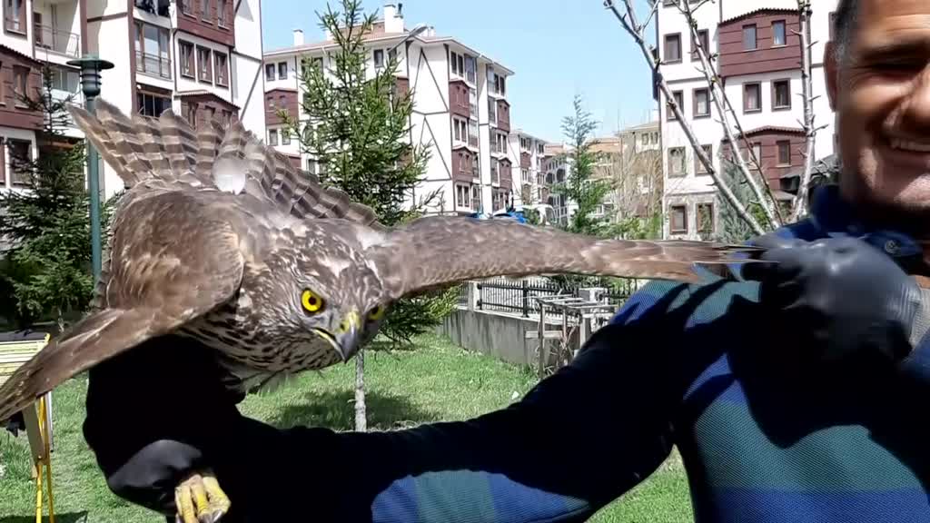 BOLU - Güvercin avlarken duvara çarpan atmaca yaralandı