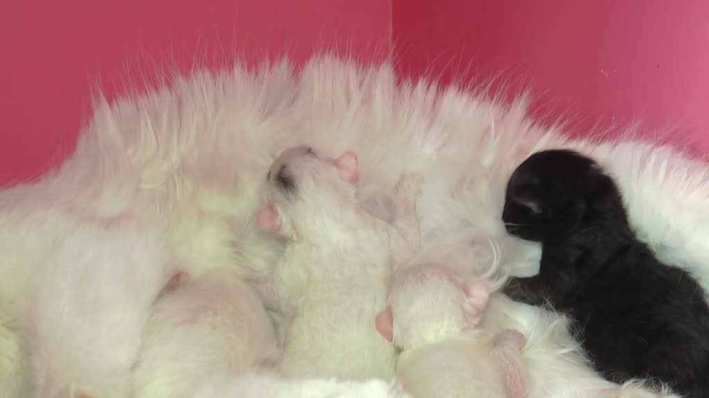 White fluffy cat Mia, winner of Van Cat Beauty Contest, gives birth to black kitten