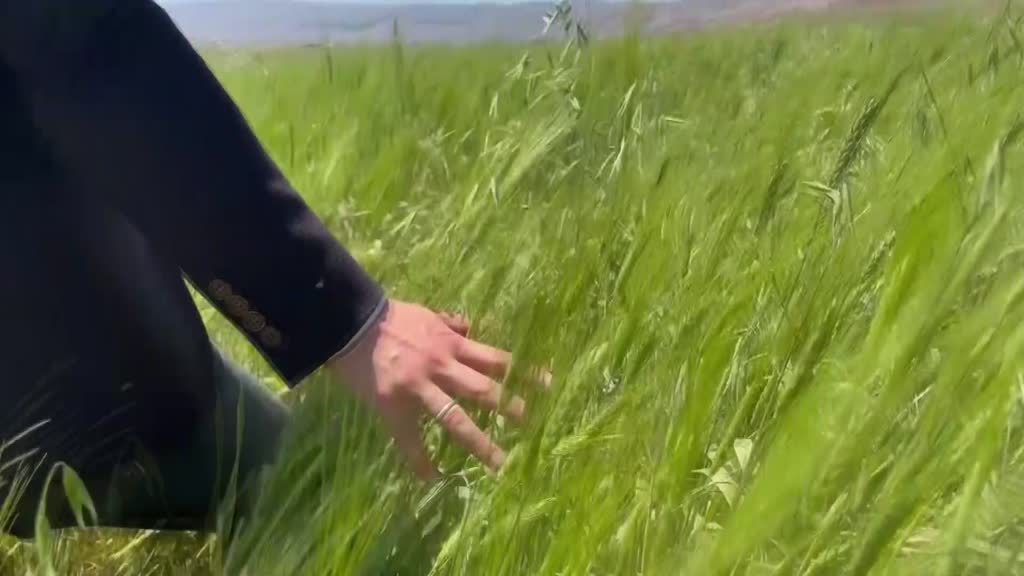 ARDAHAN - Çiftçiye tohumu dağıtılan ata buğdayında yüksek verim bekleniyor