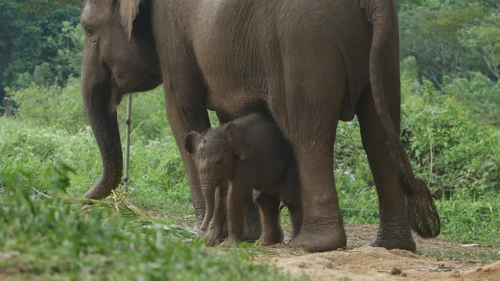 Male elephant, born on eve of World Elephant Day, cheers up Indonesians