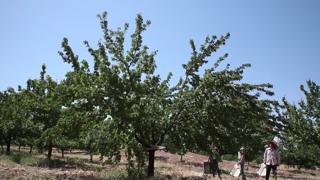 MALATYA - 20 günde 16 milyon dolarlık kuru kayısı ihracatı