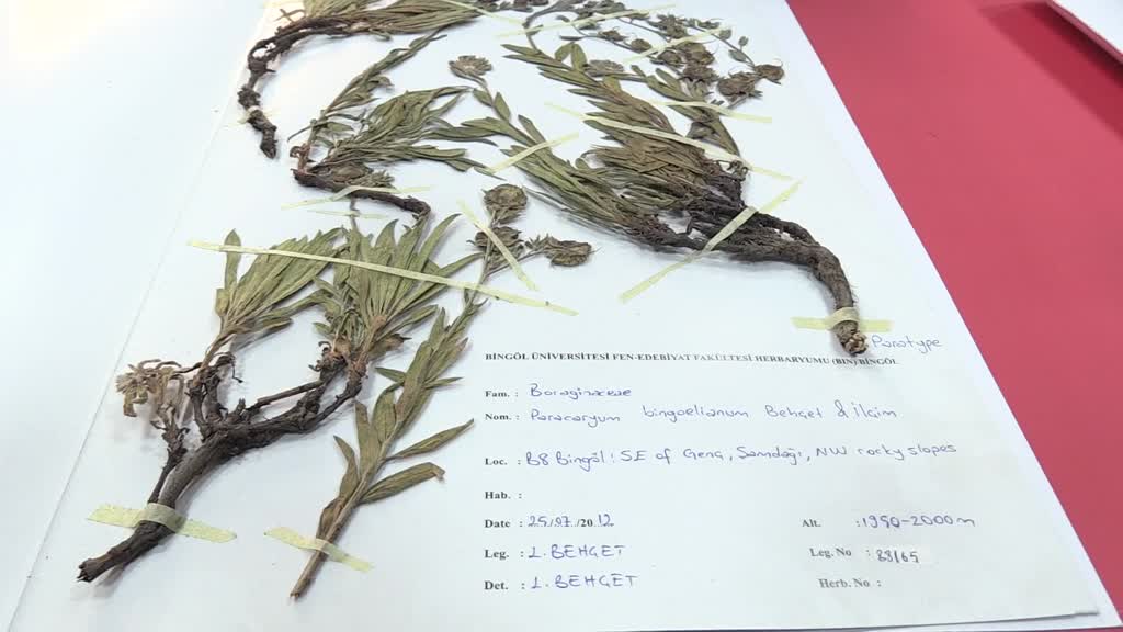 Bingöl'de Herbaryum Hazırlık Odası'nda yaklaşık 27 bin bitki saklanıyor