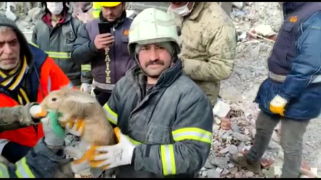 Heartwarming scenes as Turkish rescuers pull rabbit alive from rubble after quakes