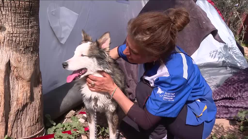 Dog 'Alex' rescued 22 days after earthquake, now under treatment