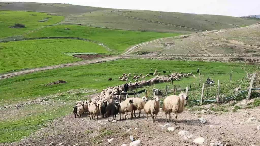 TUNCELİ - Besiciler "süt kuzuları"nı özenle büyütüyor