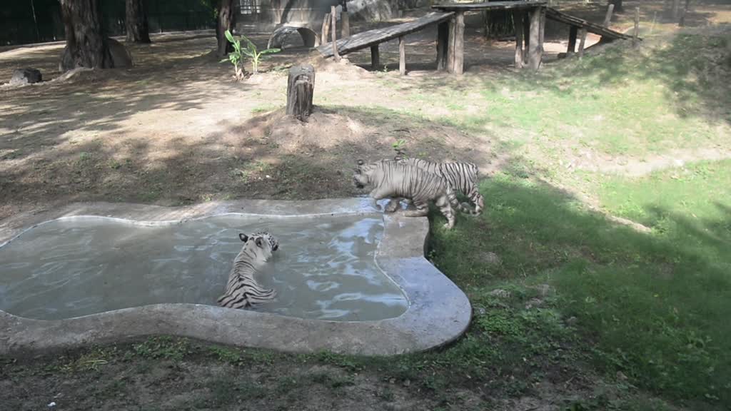 Adorable white tiger cubs make public debut at Delhi Zoo in India