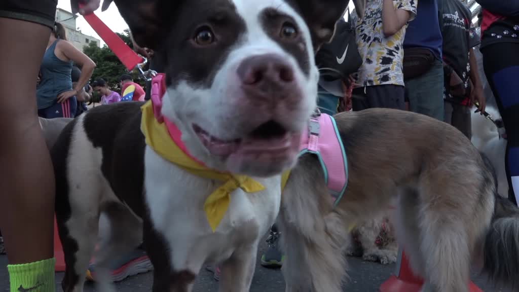 Venezuelan animal lovers run with pets to provide shelter for abandoned animals