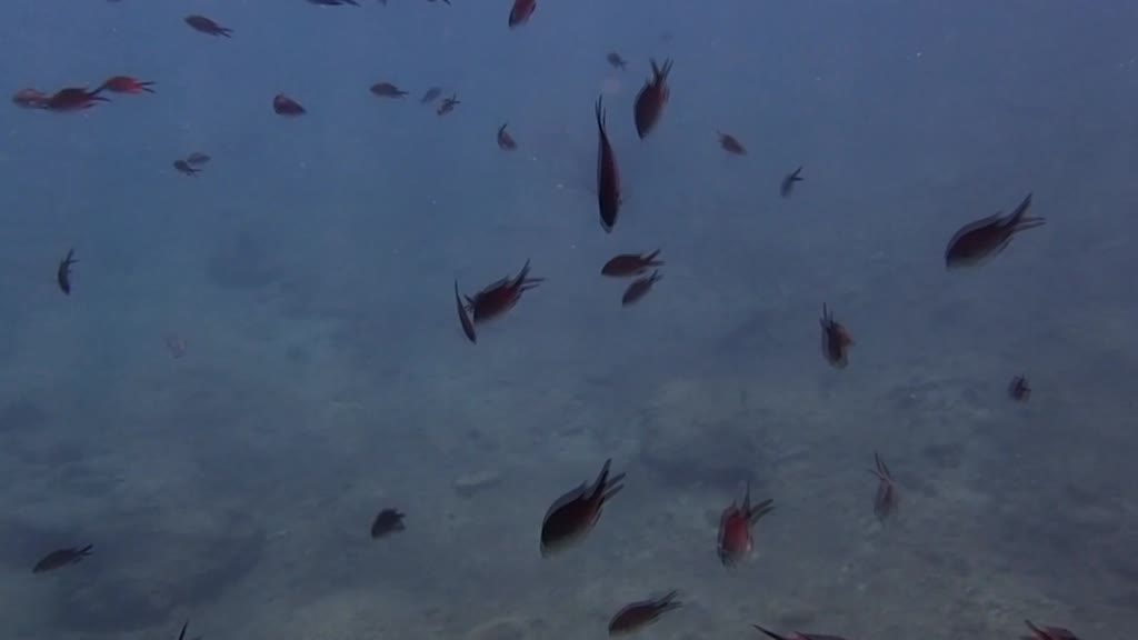 ATİNA - İklim krizi ve insan etkisiyle Kızıldeniz'den Akdeniz'e geçen türler doğa için tehdit