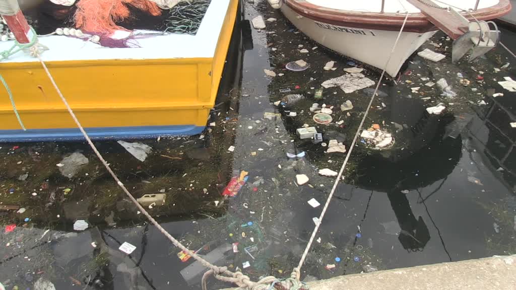 SİNOP - Doğaya bırakılan plastik çöpler deniz canlıları üzerinde ölümcül sonuçlar doğuruyor