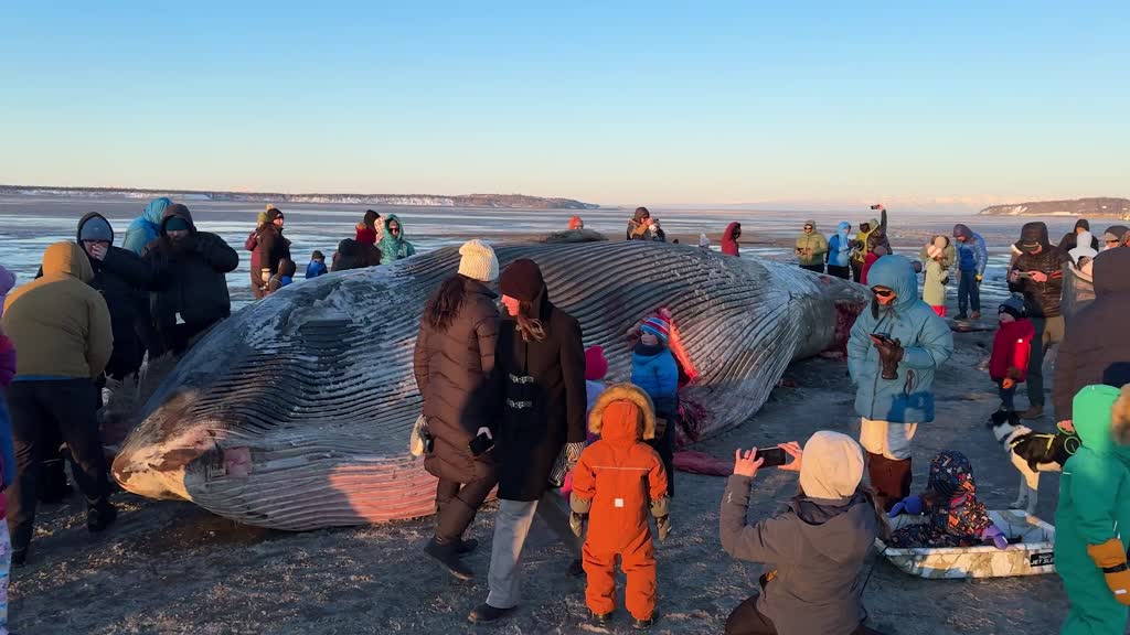 Endangered fin whale washes ashore on Anchorage tidal flats in Alaska
