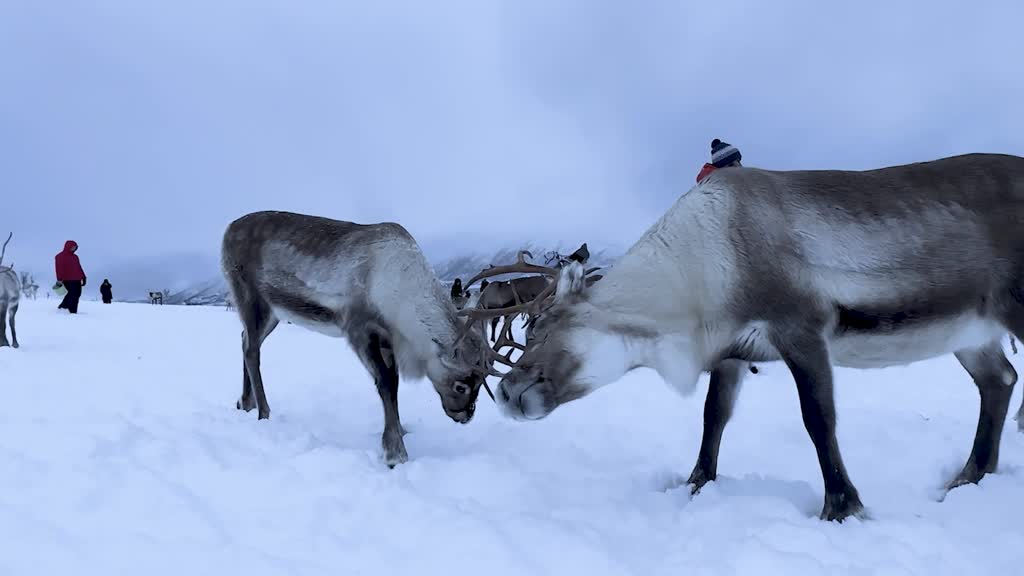 Arctic reindeer herding keeps Sami culture alive in Norway's Tromso