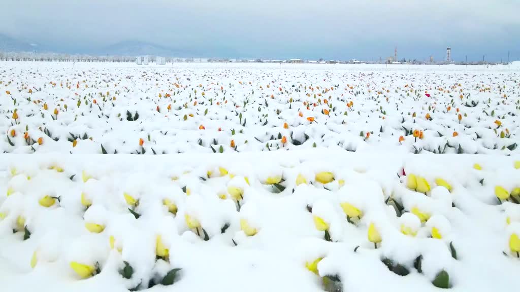Spectacular images as unseasonal snow blankets tulip field in central Türkiye