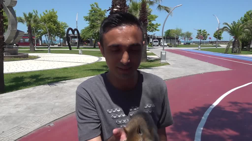 ORDU - Bahçesinde bitkin halde bulduğu sincaba evinde özenle bakıyor