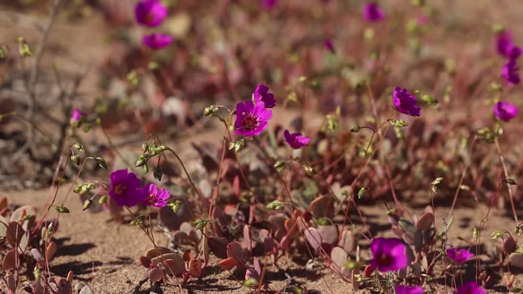 Atacama Desert, the driest in the world, blooms in Chile following unusual rainfall