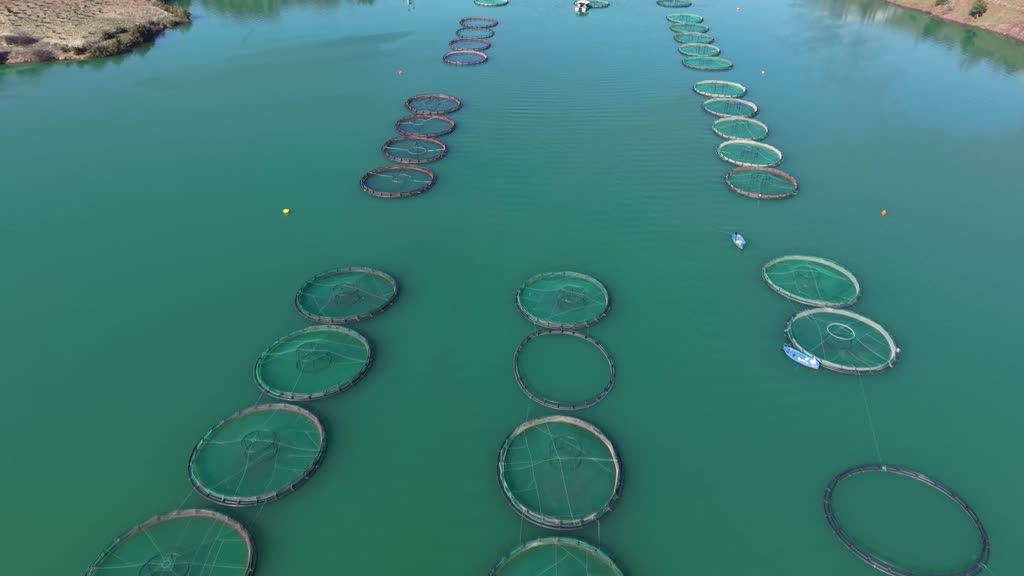 KAHRAMANMARAŞ - (DRON) Kahramanmaraş’ta barajlarda üretilen somon ve alabalık ihraç ediliyor