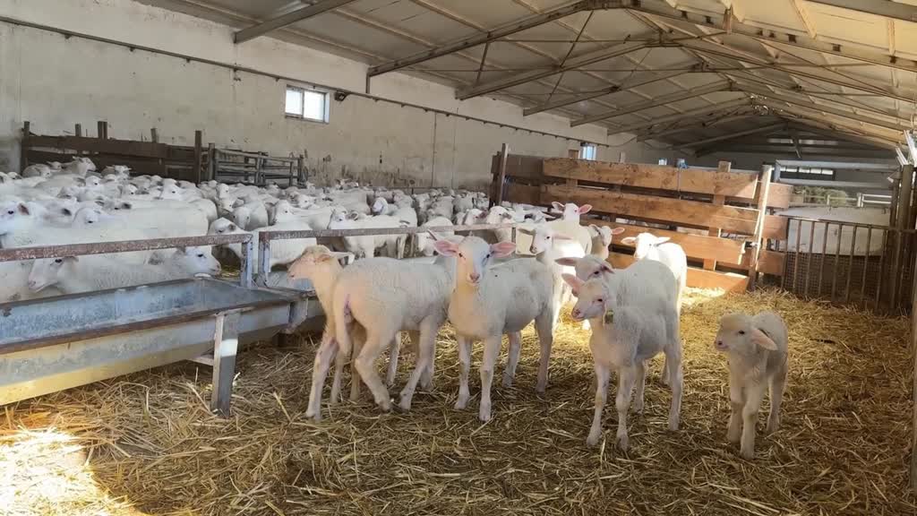 BURSA - TİGEM'in Karacabey tesislerinde kuzu doğumları yüzde 40'ın üzerinde ikizlik oranıyla sürüyor