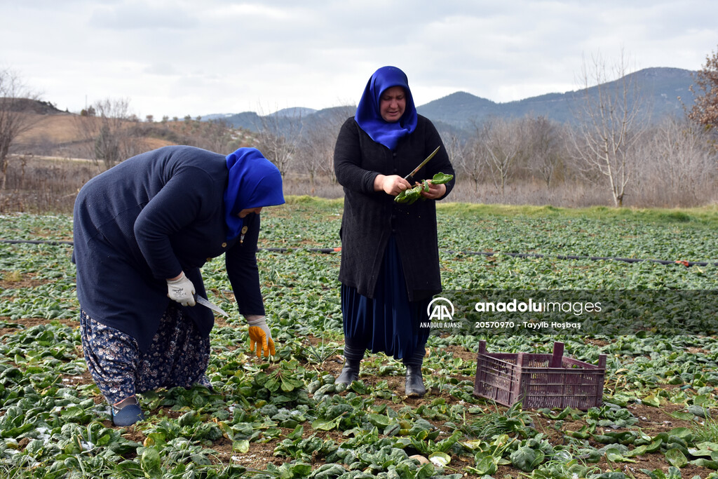 Köylü kadınlar tarlada hazırlandıkları tiyatrodan kopamadı