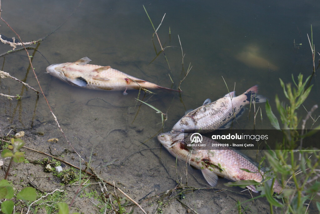 Göynük'te baraj gölündeki toplu balık ölümlerine ilişkin inceleme