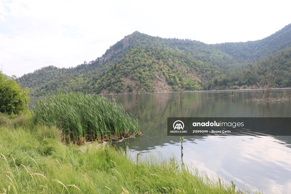 Göynük'te baraj gölündeki toplu balık ölümlerine ilişkin inceleme