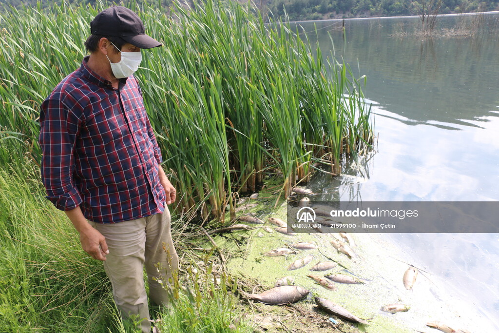 Göynük'te baraj gölündeki toplu balık ölümlerine ilişkin inceleme