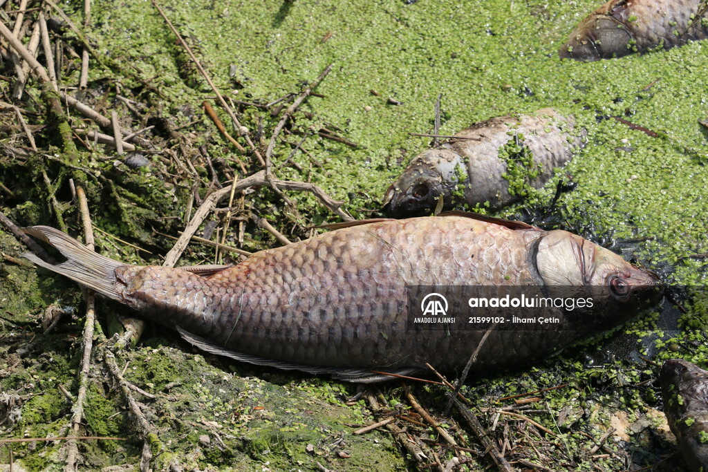 Göynük'te baraj gölündeki toplu balık ölümlerine ilişkin inceleme