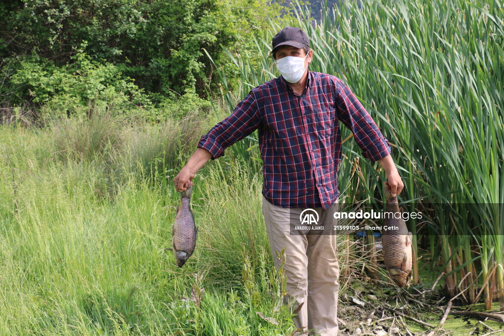 Göynük'te baraj gölündeki toplu balık ölümlerine ilişkin inceleme