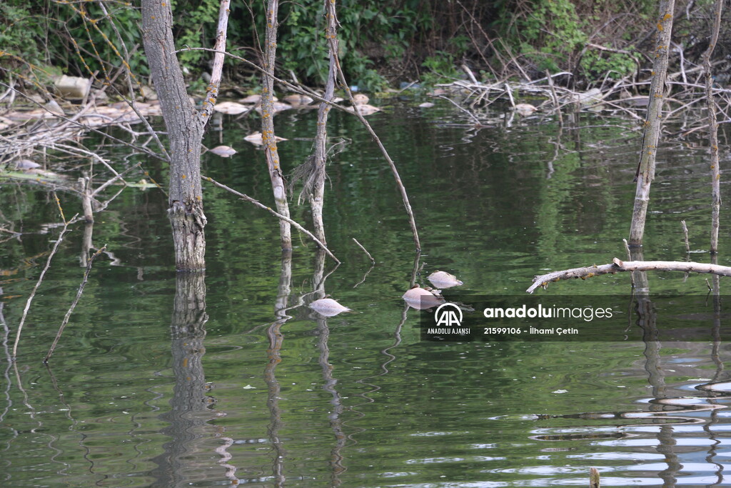 Göynük'te baraj gölündeki toplu balık ölümlerine ilişkin inceleme