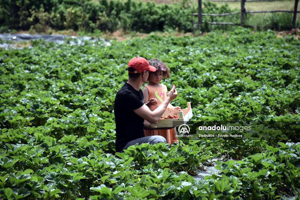 Yoncadan vazgeçip meyve yetiştirdiği bahçede çileği "dalından" satıyor