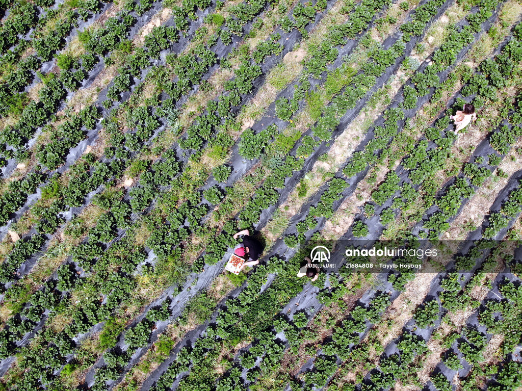 Yoncadan vazgeçip meyve yetiştirdiği bahçede çileği "dalından" satıyor