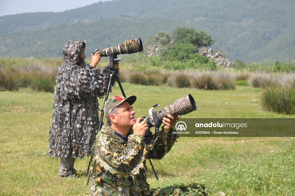 Kuş gözlemcilerinin uğrak yeri: Dalyan Kanalı ve Köyceğiz Gölü