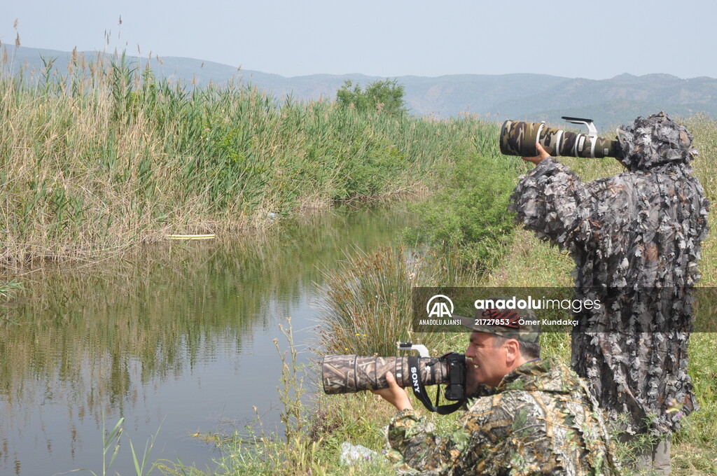 Kuş gözlemcilerinin uğrak yeri: Dalyan Kanalı ve Köyceğiz Gölü
