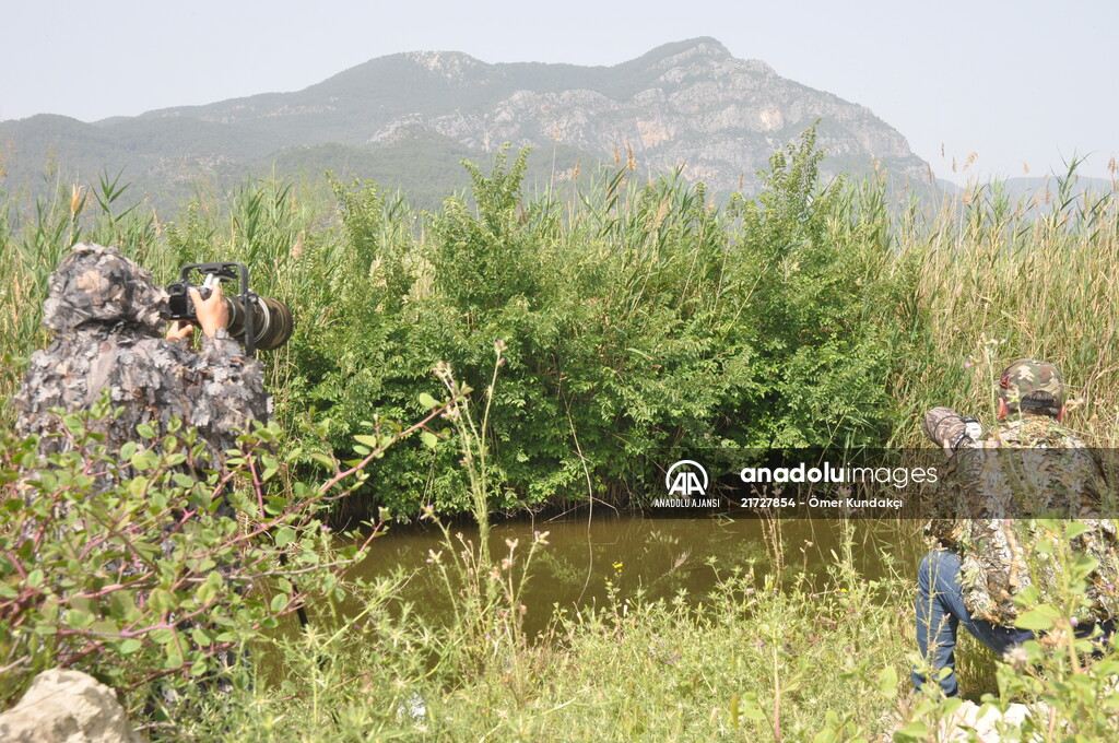 Kuş gözlemcilerinin uğrak yeri: Dalyan Kanalı ve Köyceğiz Gölü