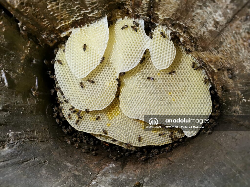 Antalya'daki tarihi Likya tipi arı serenleri yaşatılmaya çalışılıyor