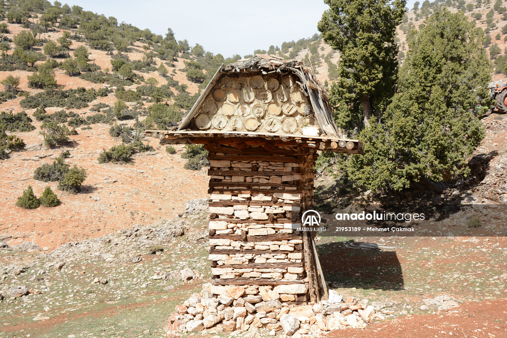 Antalya'daki tarihi Likya tipi arı serenleri yaşatılmaya çalışılıyor