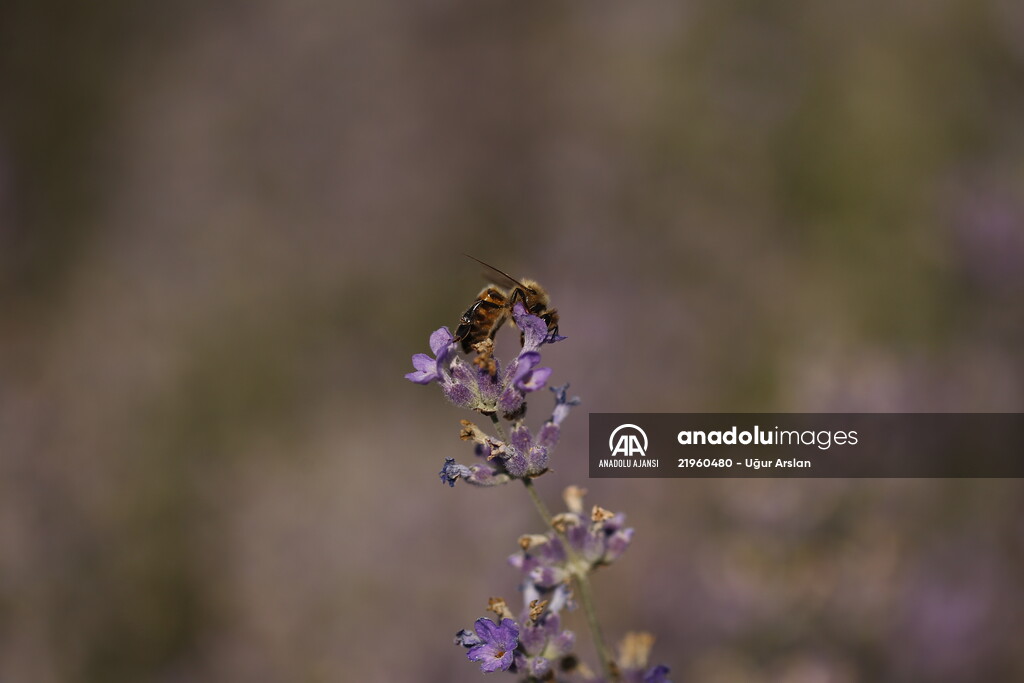 Girişimci kadın lavanta üretimiyle işinin patronu oldu