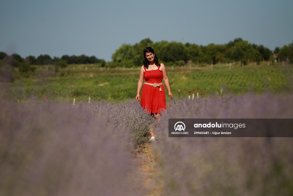 Girişimci kadın lavanta üretimiyle işinin patronu oldu