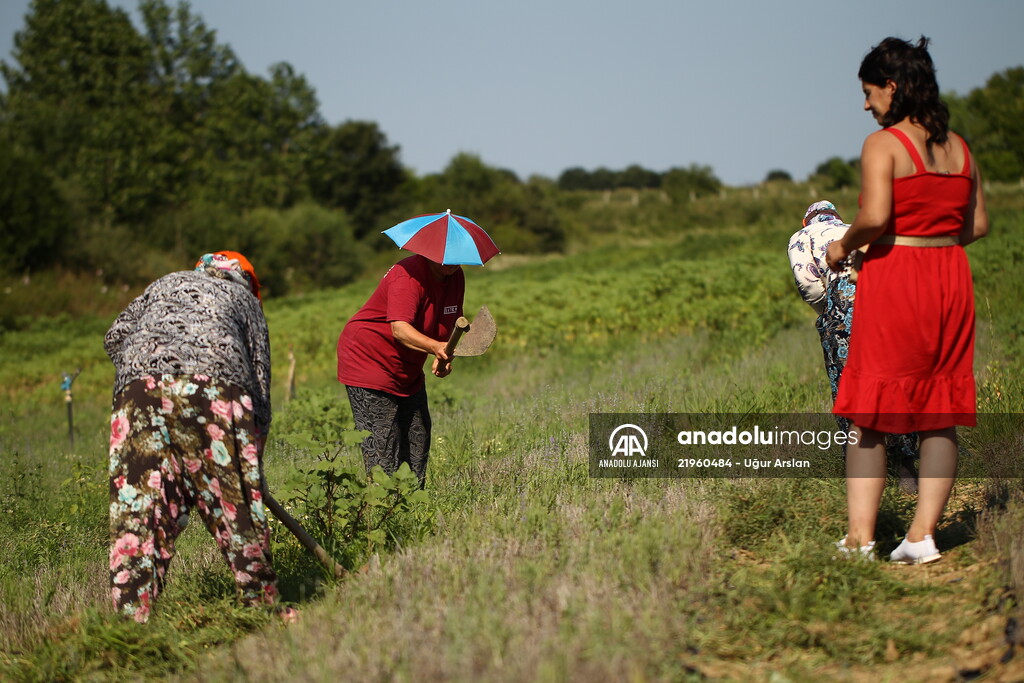 Girişimci kadın lavanta üretimiyle işinin patronu oldu