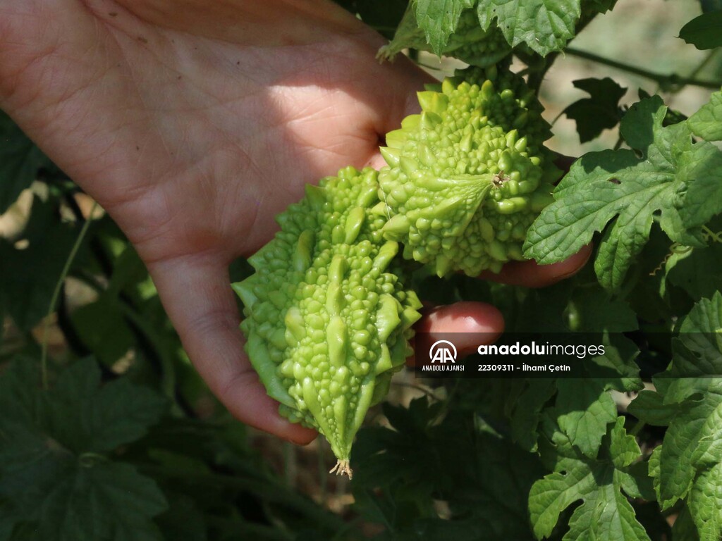 Köyünde "ata tohumları"ndan ürün yetiştiren genç ziraat mühendisi hayalini gerçekleştirdi