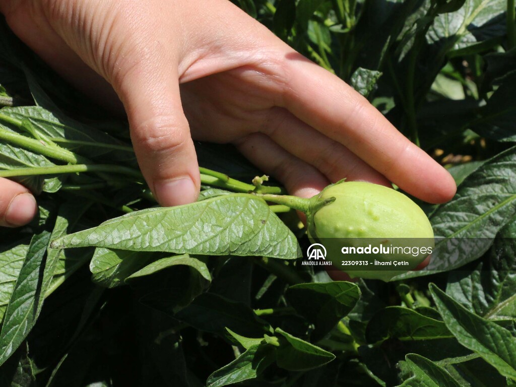 Köyünde "ata tohumları"ndan ürün yetiştiren genç ziraat mühendisi hayalini gerçekleştirdi