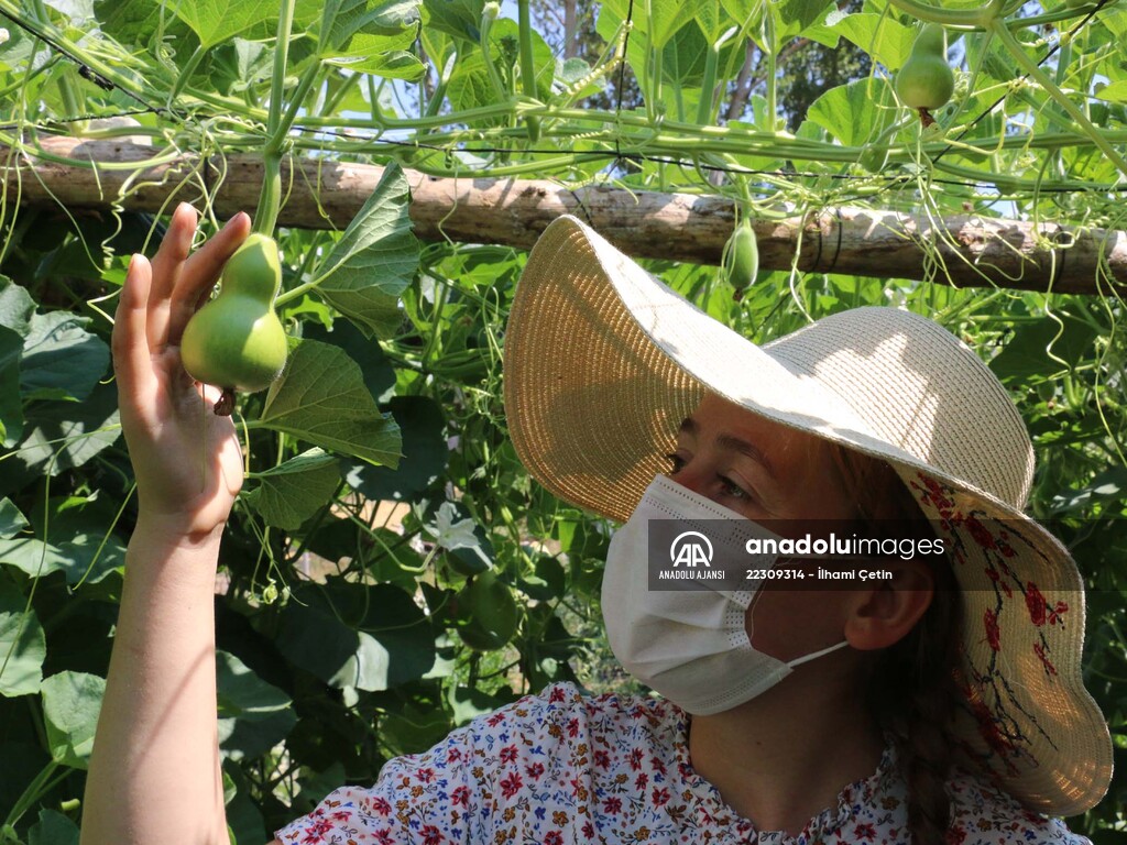 Köyünde "ata tohumları"ndan ürün yetiştiren genç ziraat mühendisi hayalini gerçekleştirdi