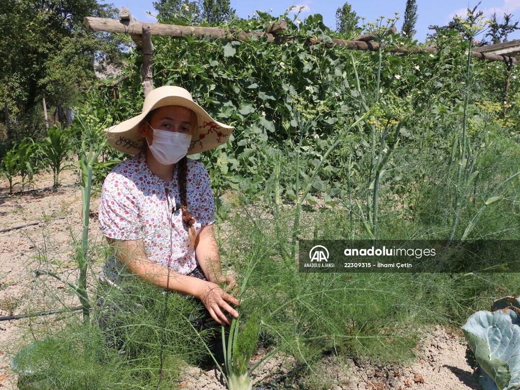 Köyünde "ata tohumları"ndan ürün yetiştiren genç ziraat mühendisi hayalini gerçekleştirdi