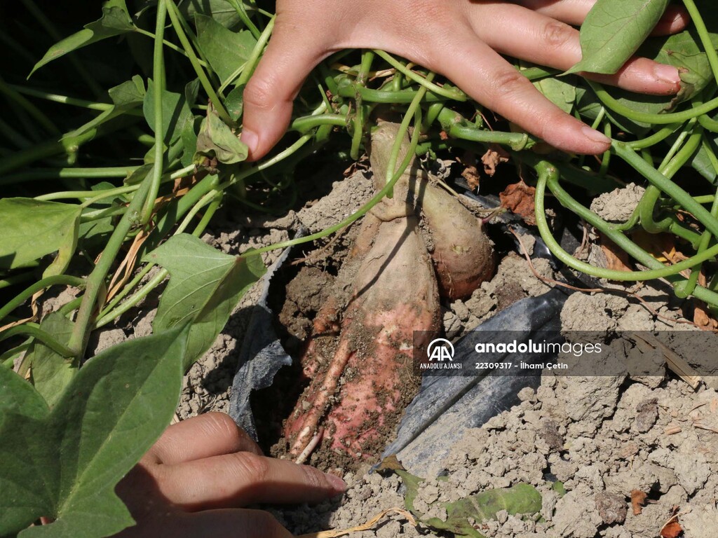 Köyünde "ata tohumları"ndan ürün yetiştiren genç ziraat mühendisi hayalini gerçekleştirdi