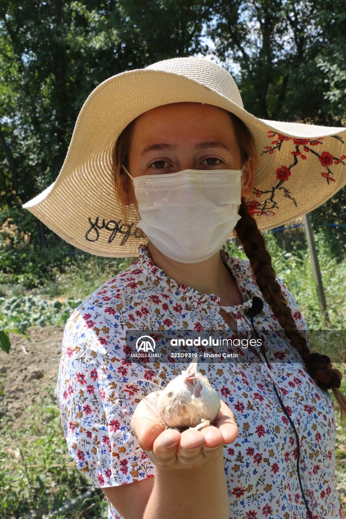 Köyünde "ata tohumları"ndan ürün yetiştiren genç ziraat mühendisi hayalini gerçekleştirdi