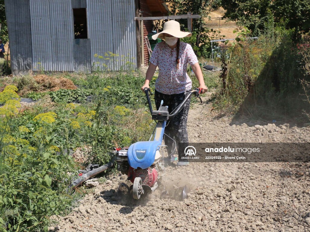 Köyünde "ata tohumları"ndan ürün yetiştiren genç ziraat mühendisi hayalini gerçekleştirdi