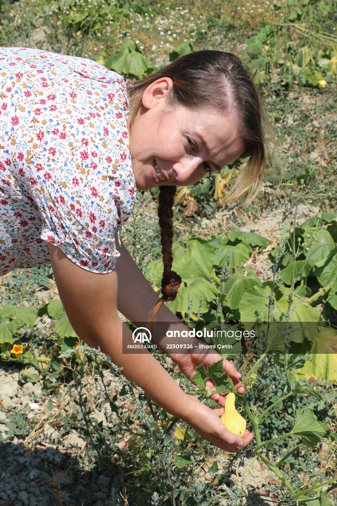 Köyünde "ata tohumları"ndan ürün yetiştiren genç ziraat mühendisi hayalini gerçekleştirdi