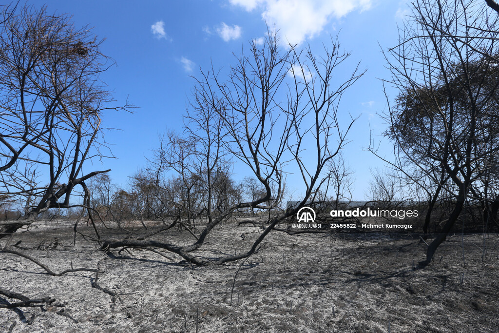 Kızılırmak Deltası Kuş Cenneti'ndeki yangın