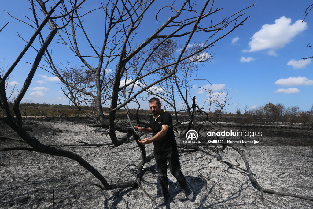 Kızılırmak Deltası Kuş Cenneti'ndeki yangın