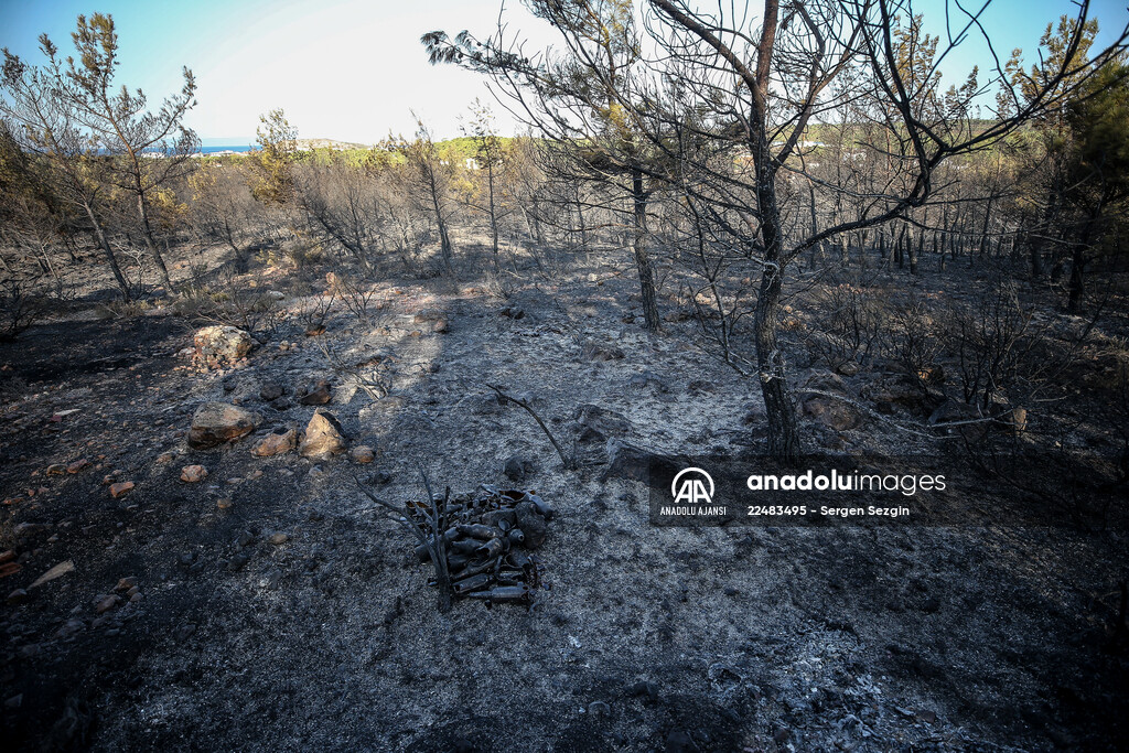 Balıkesir’deki orman yangını kontrol altına alındı