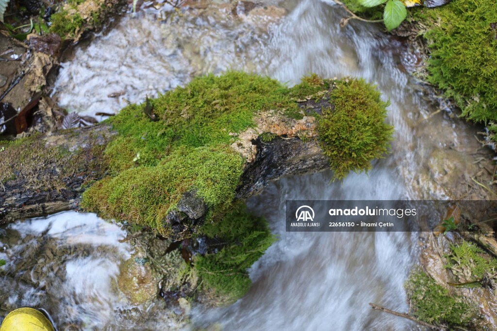 Sülüklü Göl Tabiat Parkı'nda sonbaharın güzellikleri yaşanıyor